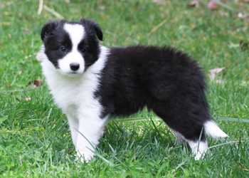 rigel border collies