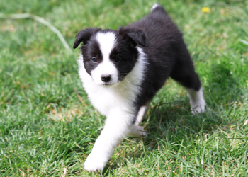 rigel border collies