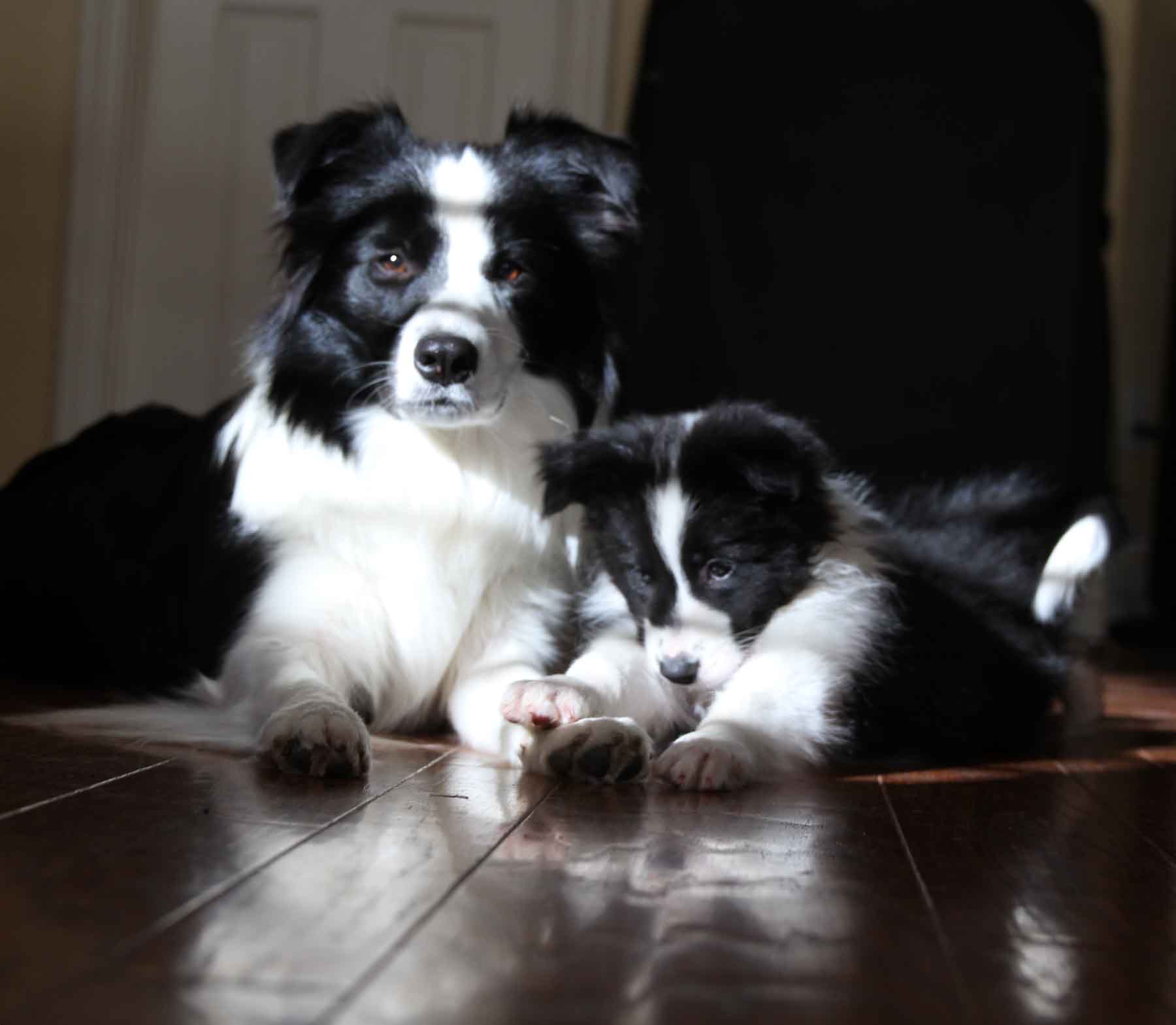 rigel border collies