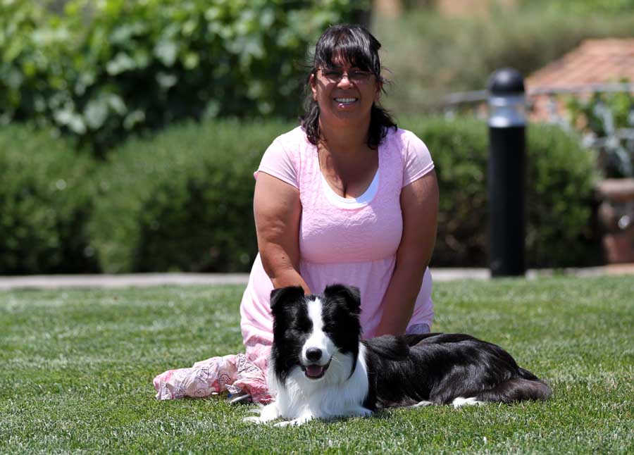 rigel border collies